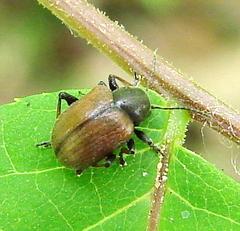 Bromius obscurus