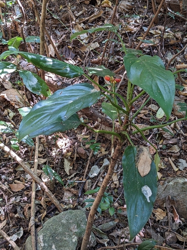 Image of Aglaonema simplex by (c) portioid, some rights reserved (CC BY)