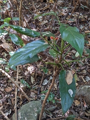 Aglaonema simplex
