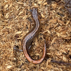 Plethodon websteri