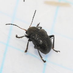 Bromius obscurus