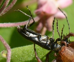 Cerambycoidea