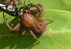Cerambycoidea