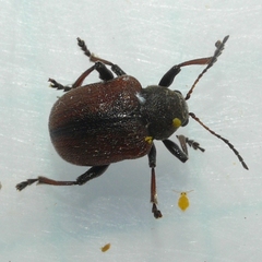 Bromius obscurus