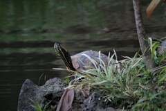 Trachemys venusta venusta