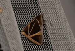Agamana conjungens