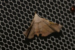 Esthlodora versicolor