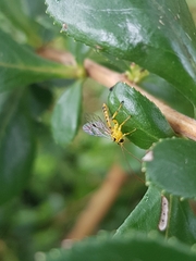 Xanthopimpla rhopaloceros