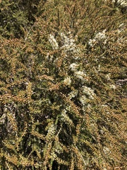 Melaleuca lanceolata