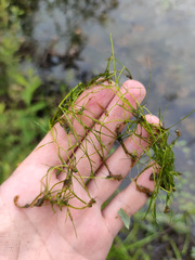 Potamogeton trichoides