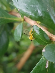 Xanthopimpla rhopaloceros