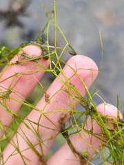 Potamogeton trichoides