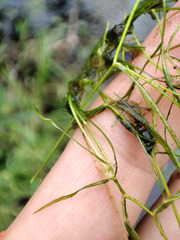 Potamogeton trichoides