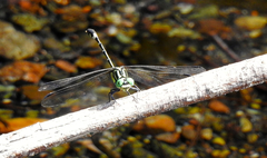 Austrogomphus amphiclitus