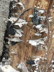 Zopheridae