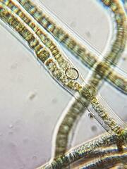 Nostocales