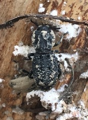 Zopheridae