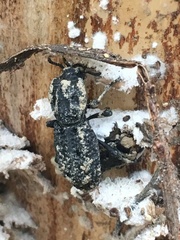 Zopheridae