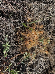 Cuscuta pacifica