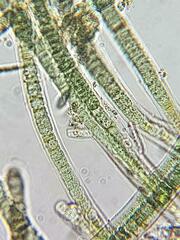 Nostocales