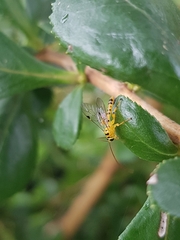 Xanthopimpla rhopaloceros