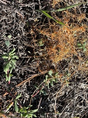 Cuscuta pacifica