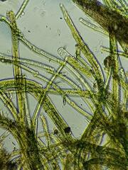 Nostocales