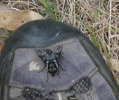 Triclista guttata