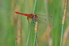 Aethriamanta nymphaeae