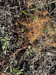 Cuscuta pacifica