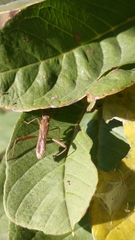 Riptortus linearis