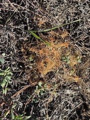 Cuscuta pacifica