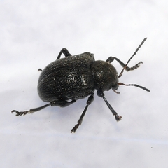 Bromius obscurus