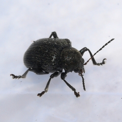 Bromius obscurus