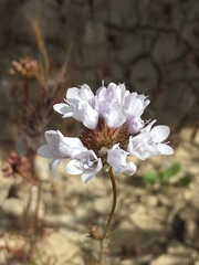 Gilia