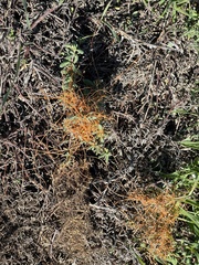 Cuscuta pacifica