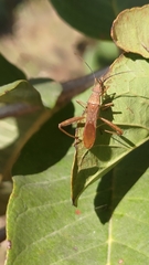 Riptortus linearis