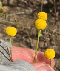 Oncosiphon pilulifer