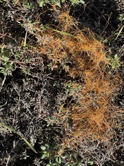 Cuscuta pacifica