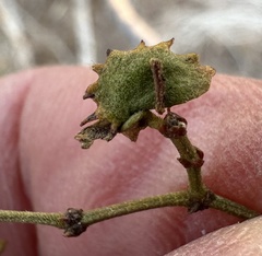 Asphondylia digitata