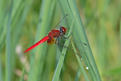 Aethriamanta nymphaeae
