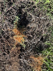 Cuscuta pacifica