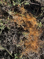 Cuscuta pacifica