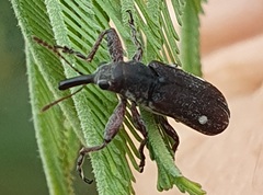 Rhinotia bimaculata
