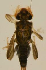 Tricorythus discolor