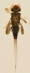 Tricorythus discolor