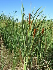 Typha orientalis