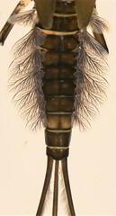 Centroptiloides bifasciata