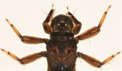 Oligoneuriopsis elizabethae