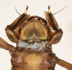 Oligoneuriopsis elizabethae